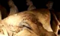 Cloning animal clones from prehistoric times to create Jurassic Park