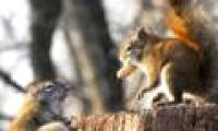 Close up of 2 red squirrels fighting for peanuts