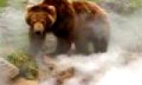 Close up of a Russian bear playing with 'fire springs' 250 degrees C