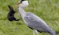 Close up of birds swallowing rabbits