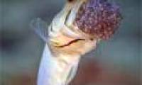 Close up of fasting male fish, hatching eggs by mouth
