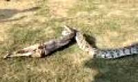 Close up of giant python twisting and pushing a goat from the belly out