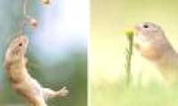Close up of life full of joy of ground squirrels