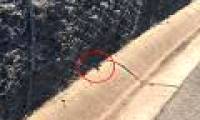 Close up of snakes specializing in biting people when they sleep, causing a terrible nightmare in Australia