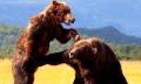 Close up of the battle of brown bears