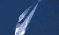 Close up of the biggest animal in the world