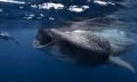 Close up of the diver near the shark's mouth