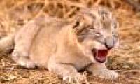 Close up of the first two baby lions in the world were born in test tubes