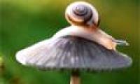 Close up of the world of beautiful insects hard to imagine