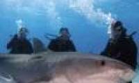 Close up of the world's most dangerous sharks