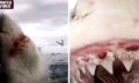 Close up of white shark frantic attacks make visitors frightened