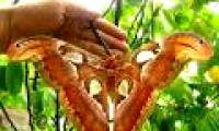 Close-up of butterflies named in the Vietnam Red Book