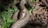 Close-up of Indian male snake hugging each other to dance ...