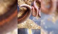 Close-up of mother python giving birth leaves viewers confused