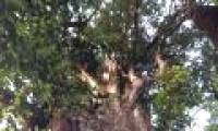 Close-up of mu mu tree