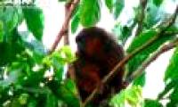 Close-up of new Titi monkeys in Columbia