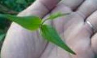 Close-up of plants '3 leaves take a human life'