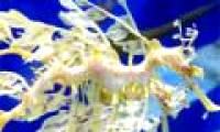 Close-up of rare species of dragons in the seabed