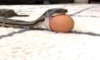 Close-up of snakes vigorously swallowed eggs full of humor