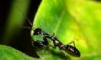 Close-up of strange animals half ants of mantis in Vietnam