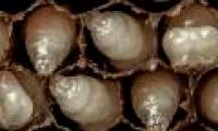 Close-up of the first 21 days of bee life