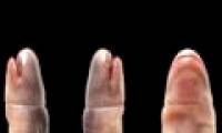 Close-up of the footless worms 'nonsense' eating maternal meat