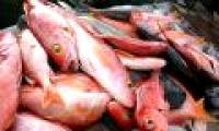 CO2 gas makes fish crazy