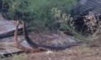Cobras bring fish together with cobra