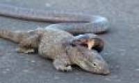 Cobras snuggle around the mid-way neck
