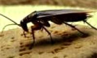 Cockroaches also have personality like humans