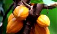 Cocoa can help improve memory impairment
