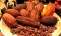 Cocoa is good for high blood pressure patients