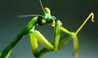 'Cold on the back' of the female mantis chewing on her partner's head while mating