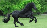 Collection of the 'biggest' animals in the world