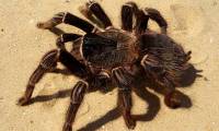 Collection of the largest spiders in the world