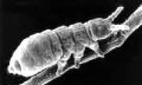 Collembola regulates reproduction to adapt to the environment