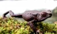 Colombia discovered three species of frogs never known