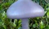 Colorful beauty of mushrooms