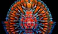 Colorful life through a microscope