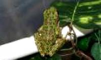 Colors of Vietnamese tree frogs