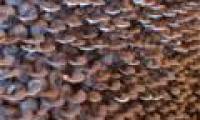Complete the process of growing Ganoderma in Hue
