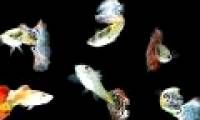 Complex personality of fish