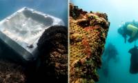 Concrete increases durability when 'feeding' marine life