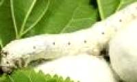 Connecting bones with silk screws