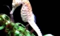 Conquering white seahorses