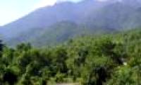 Conservation of genetic resources of rare plants in Bach Ma