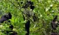 Conservation of populations of white cheeked black langurs in Tuyen Quang