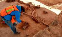 Construction of the airport, suddenly discovered dozens of mammoth skeleton