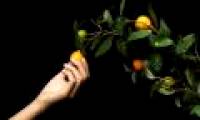 Consumers pick fruits in supermarkets