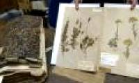 Consumption of a 230-year-old French plant was destroyed by Australian customs